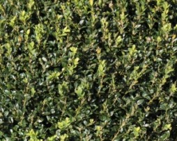 Buchsbaum / Buxus