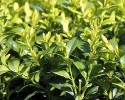 Buchs Buxus sempervirens