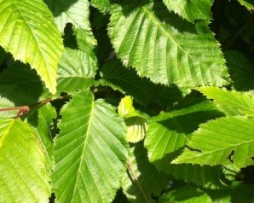 Buche / Fagus sylvatica