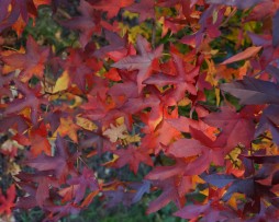 Kugel-Amberbaum (Liquidambar styraciflua 'Gum Ball')