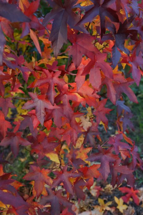 Kugel-Amberbaum (Liquidambar styraciflua 'Gum Ball')