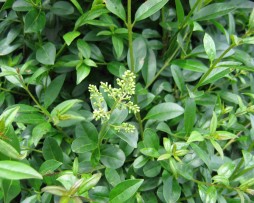 Liguster / Ligustrum