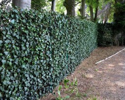 Efeu Heckenelement als immergrüne Hecke