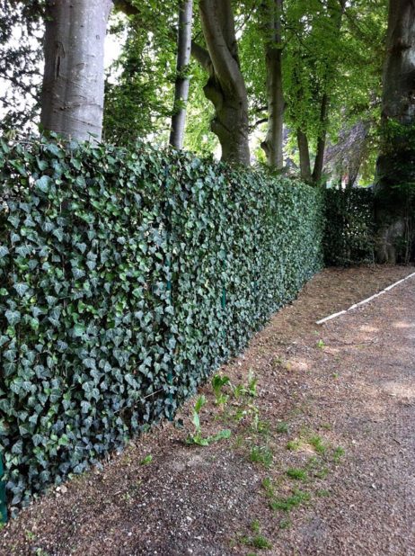 Efeu Heckenelement als immergrüne Hecke