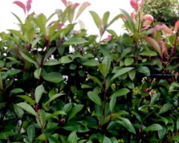 Glanzmispel Red Robin: Photinia Spalier