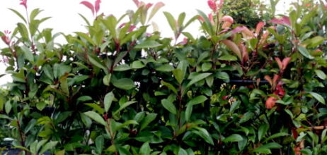 Glanzmispel Red Robin: Photinia Spalier