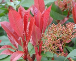 Glanzmispel / Photinia