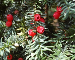 Eibe / Taxus