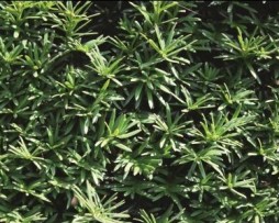 heimische Eibe: Taxus baccata