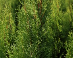 Lebensbaum Thuja Brabant