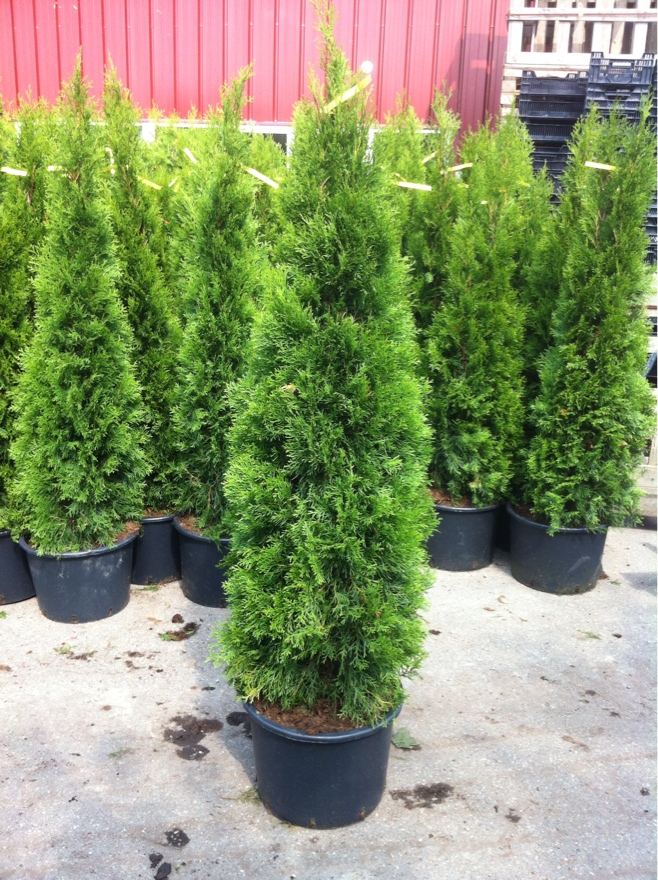 Thuja occidentalis Smaragd 70cm Lebensbaum Hecke Top Qualität immergrün Zypresse 