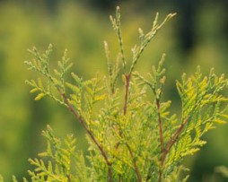 Lebensbaum / Thuja