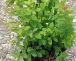 Gemeine Schneebeere (Symphoricarpos albus laevigatus) auch Knallerbsenstrauch