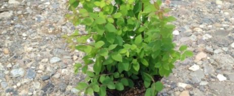 Gemeine Schneebeere (Symphoricarpos albus laevigatus) auch Knallerbsenstrauch