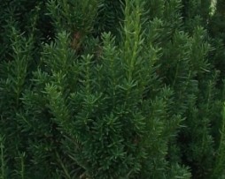 taxus media hillii