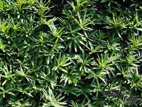 Eibenhecke: Taxus baccata