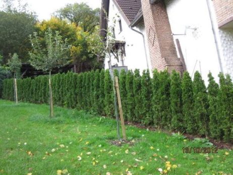 Lebensbaum Thuja Smaragd als Hecke