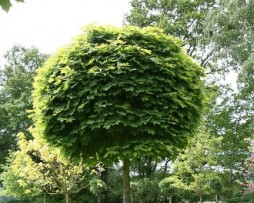 Kugel-Ahorn (Acer platanoides 'Globosum')
