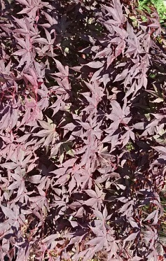 Rotre Fächerahorn (Acer palmatum 'Atropurpureum')