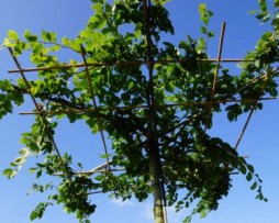 Hainbuche (Carpinus betulus) als Dachform