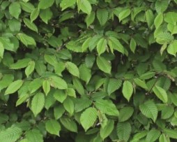 Hainbuche (Carpinus betulus)