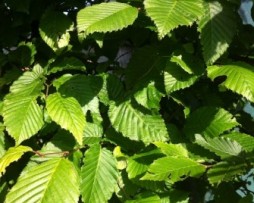 Säulenhainbuche: Carpinus betulus Fastigiata