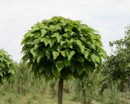 Kugel-Trompetenbaum (Catalpa bignonioides 'Nana')