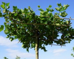 Dachplatane (Platanus acerifolia)