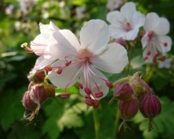 Balkan-Storchschnabel (Geranium macorrhizum 'Spessart')