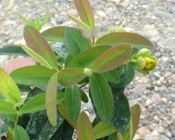 Kelchige Johanniskraut (Hypericum calycinum)