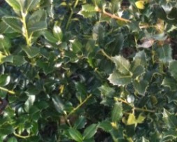 Ilex Heckenpracht