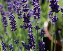 Lavendel 'Hidcote Blue' (Lavandula angustifolia 'Hidcote Blue')