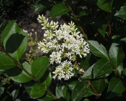 Liguster (Ligustrum ovalifolium) Schnitthecke mit Blüten