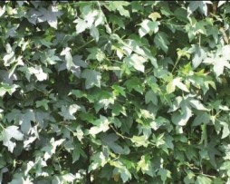 Amberbaum Liquidambar styraciflua