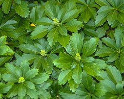 Dickmännchen (Pachysandra terminalis) Bodendecker