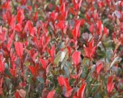 Glanzmispel (Photinia fraseri 'Red Robin')