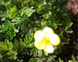 Der gemeine Fingerstrauch (Potentilla fruticosa)