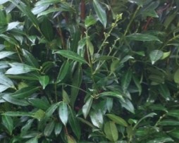 Kirschlorbeer Herbergii (Prunus laurocerasus Herbergii)