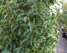 Portugiesischer Kirschlorbeer (Prunus) als Spalier