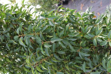 Portugiesischer Kirschlorbeer (Prunus) als Spalier