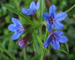 Purpurblaue Steinsame (Buglossoides pupurocaerulea)