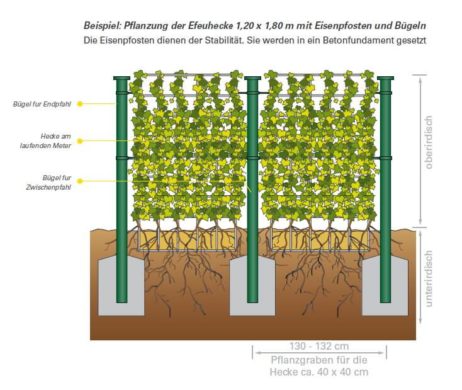 Pflanzung: immergrüne Hecke als Elemente