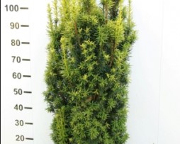 Säuleneibe: Taxus baccata aurea David