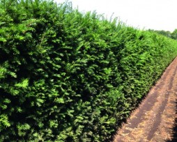 Eibe taxus baccata Heckenelement