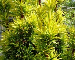 Gelbe Säuleneibe: Taxus-baccata 'Fastigiata Aurea'