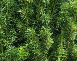 Säulen-Eibe: Taxus Fastigiata Aurea