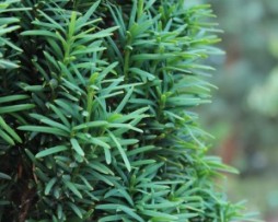 Schmale Säuleneibe: Taxus-baccata 'Fastigiata Robusta'