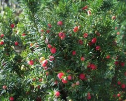 Bechereibe: Taxus-media 'Hicksii'