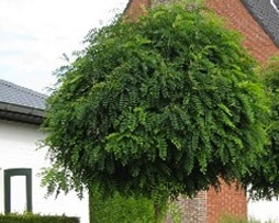 Kugel-Robinie (Robinia pseudoacacia 'Umbraculifera')