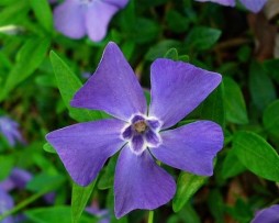 Immergrün (Vinca minor), auch Kleinblättriges Immergrün